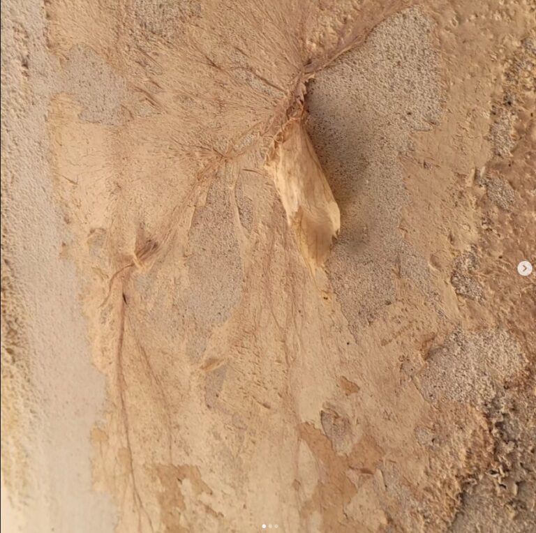 Merule-mycelium-typique-doux-et-epais-cache-derrere-tapisserie-et-revetement-mural.jpg
