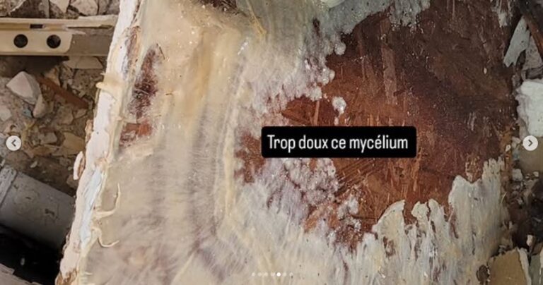 Serpula-lacrymans-dite-merule-5.jpg